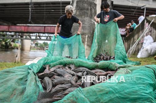 Is It True That Sailfin Catfish Is Used as an Ingredient for Siomay? Here's What the West Jakarta Mayor Says
