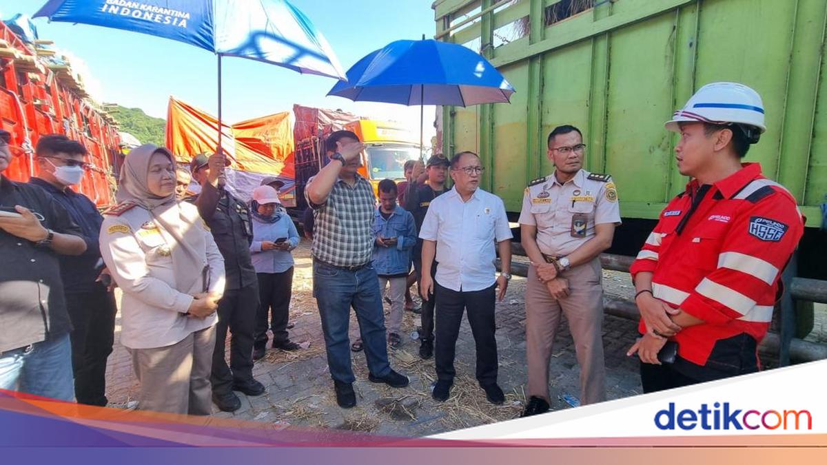 11,565 Cattle from NTB Shipped to Java Ahead of Eid al-Adha