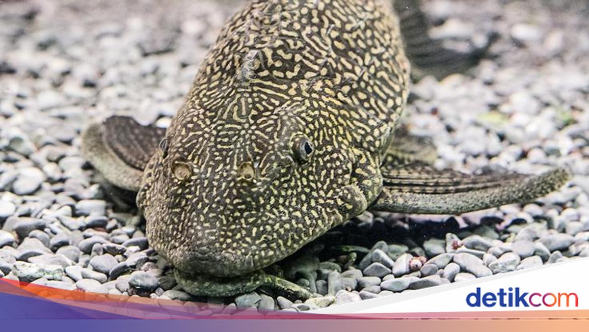Sailfin Catfish Being Massively Eradicated, Here is the List of Fish Deemed Harmful