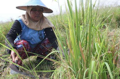 Dozens of Hectares of Rice Fields at Risk of Crop Failure, Kuningan Acts Swiftly to Control Brown Planthoppers