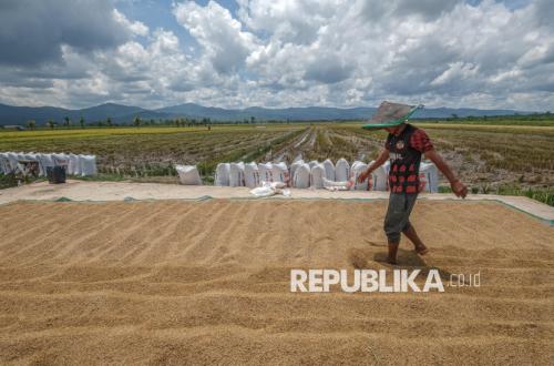Prices Above HPP, Farmers' Paddy Flooded by Out-of-Town Buyers