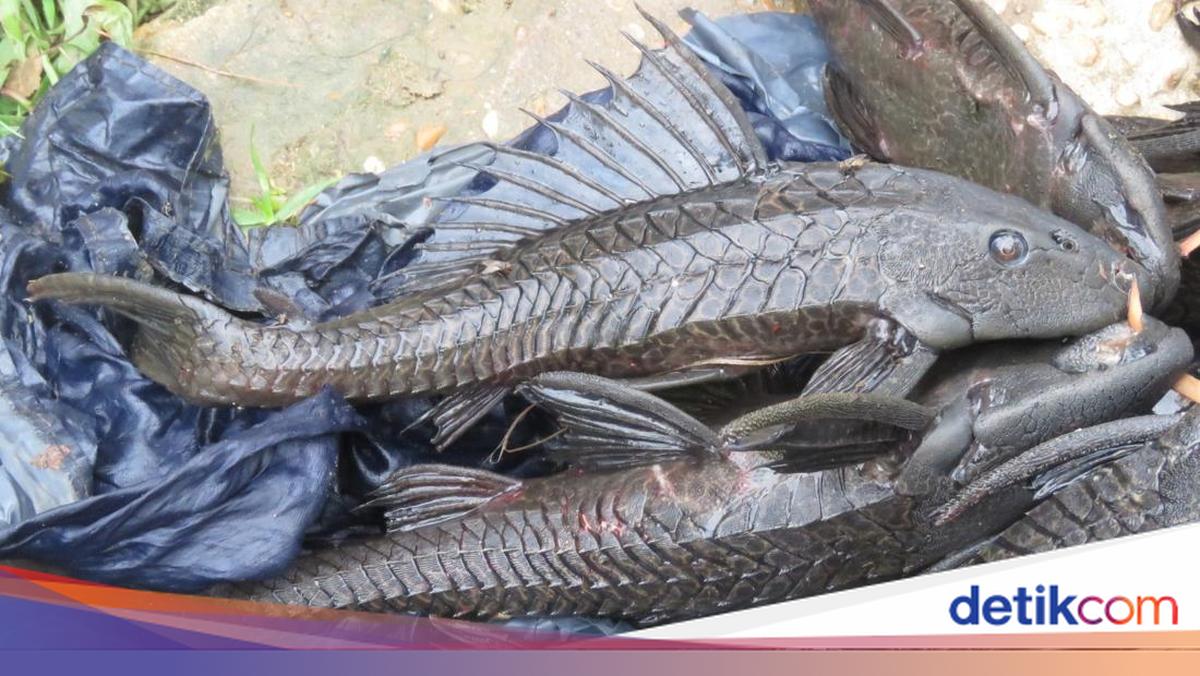 Head of DKI's Food Security, Maritime, and Agriculture Agency Admits Difficulty in Eradicating Janitor Fish One by One