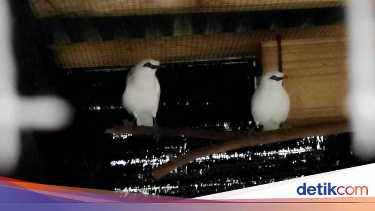 Egi's Story with the Pertiwi Lestari Kehati Group in Conserving the Bali Starling