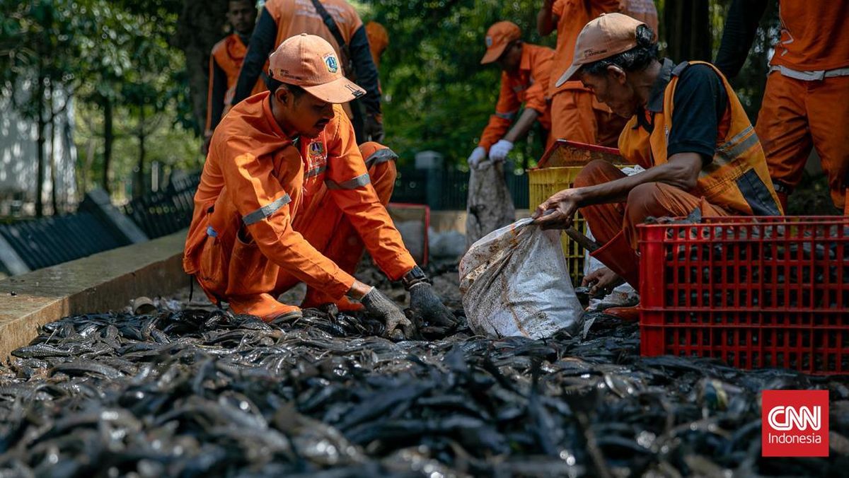 MUI Issues Notes on the Burial of Live Sailfin Catfish