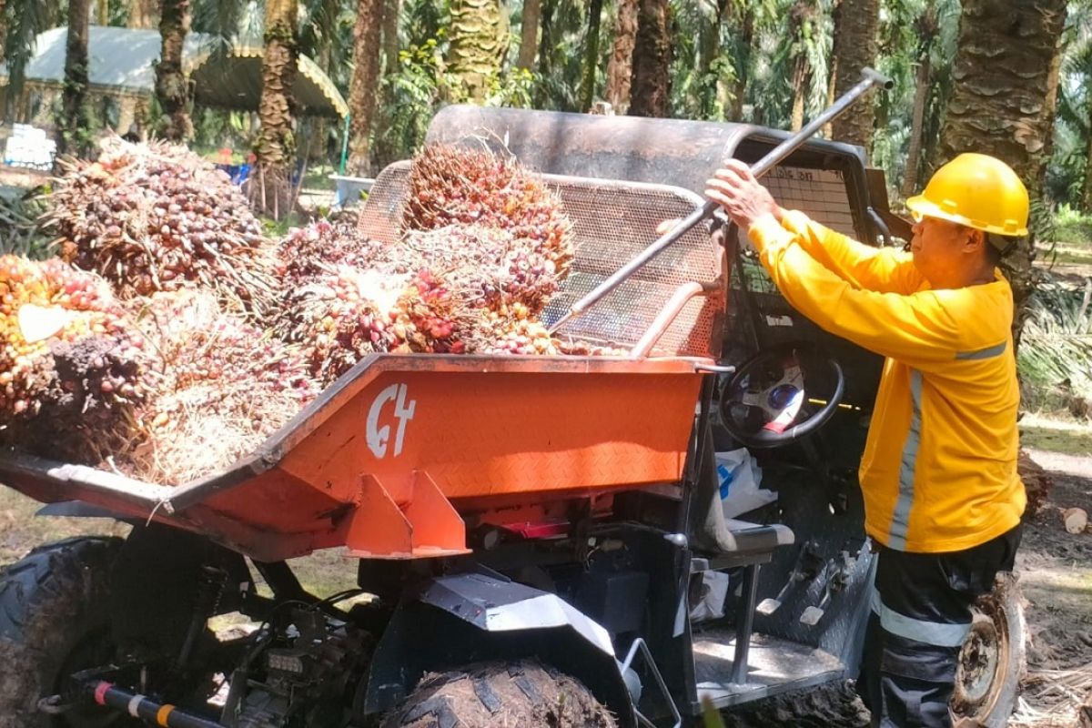 Researchers highlight traceability challenges in the national palm oil industry