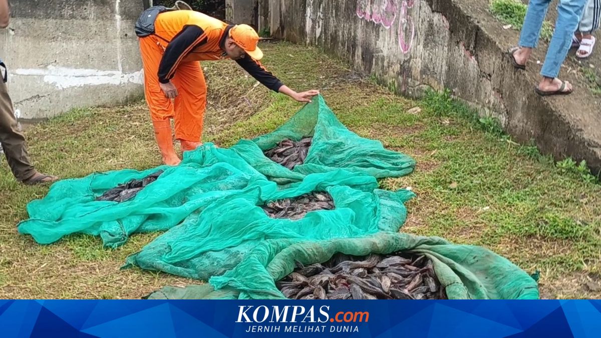 MUI Proposal to Use Pleco Fish as Livestock Feed Deemed Risky