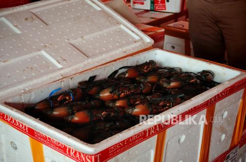 Mimika Crabs Increasingly Sought After, Exported 27 Times to Malaysia and Singapore Since Early 2026