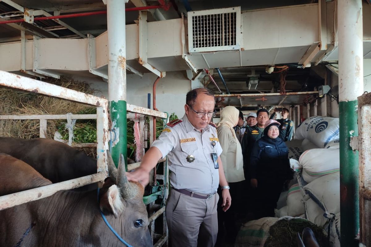 Indonesian Quarantine Agency Oversees Distribution of Sacrificial Animals via Sea Toll Scheme