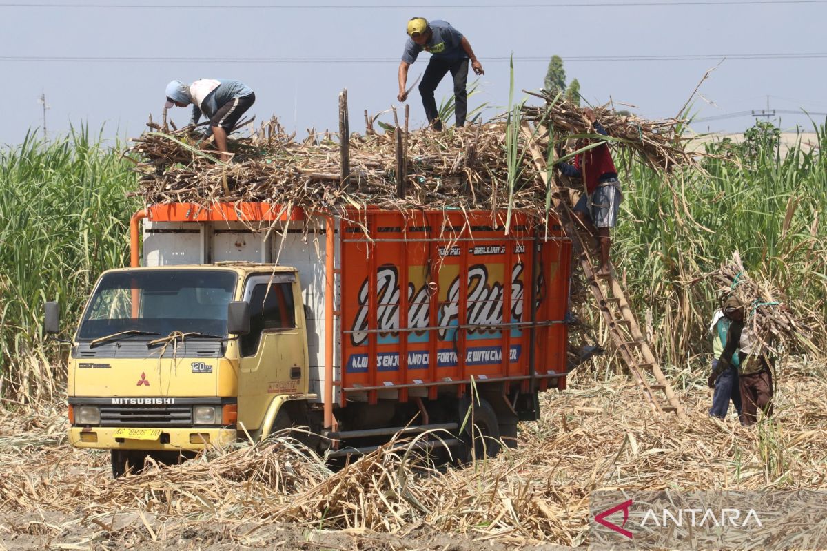 Indonesia's Sugar Can Achieve Self-Sufficiency More Quickly