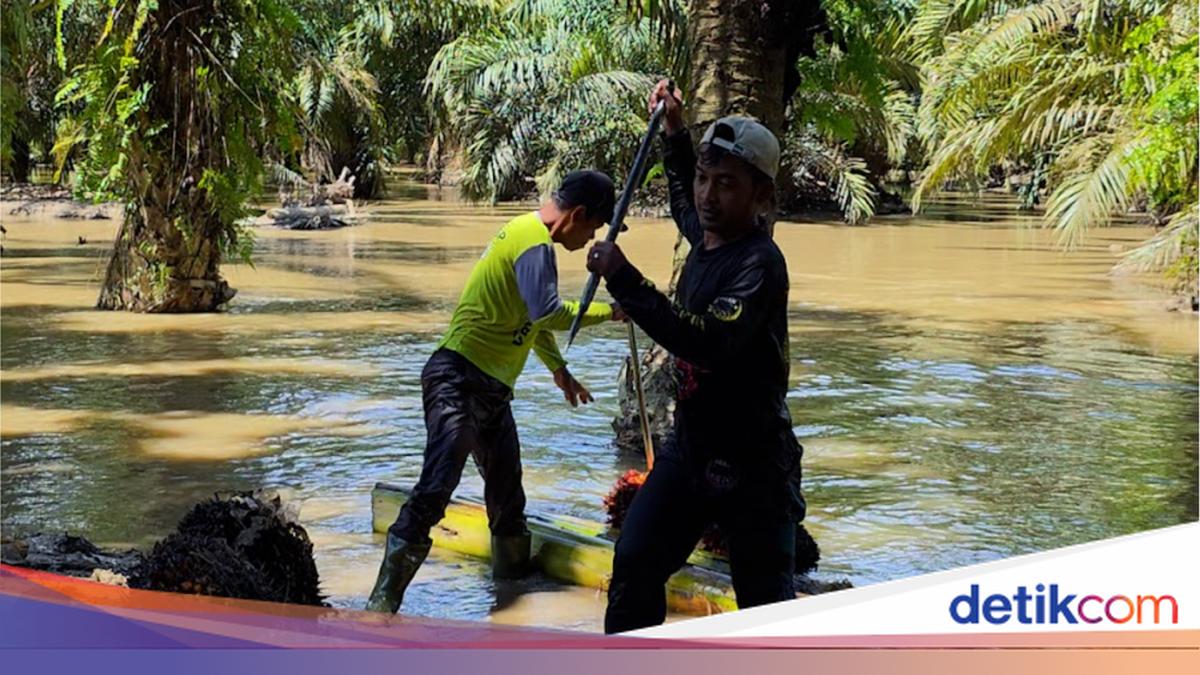 Floods Recede, Aceh Palm Farmers Still Struggling to Restore Plantations