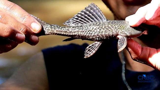 Jakarta Cleans Up Janitor Fish, From Fry to Adults Hunted Down