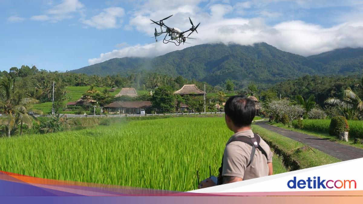 Jatiluwih Farmers Use Drones for Fertilisation, Saving Time and Effort