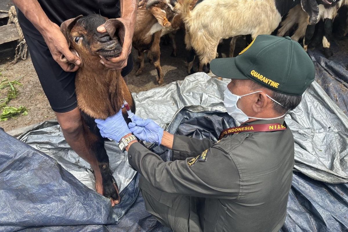 Barantin Intensifies Surveillance of Sacrificial Animals Ahead of Eid al-Adha 2026
