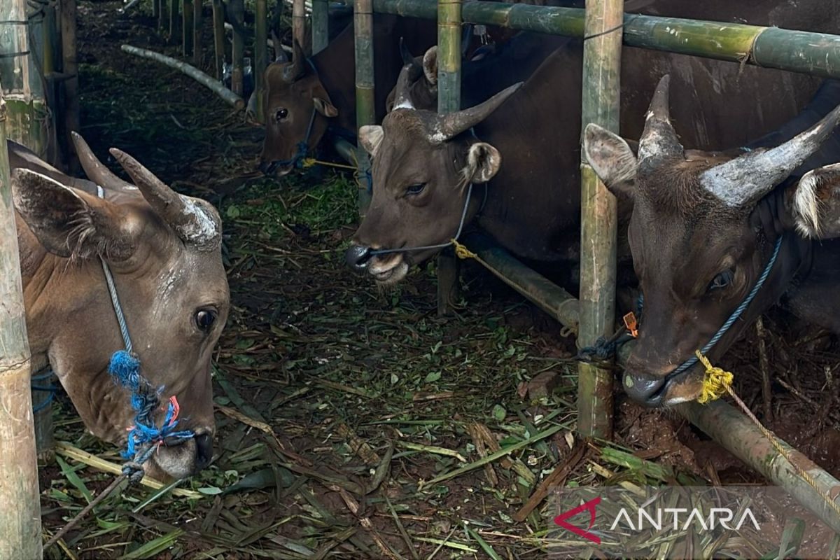 Ahead of Eid al-Adha, West Jakarta to Inspect Animal Sacrifice Holding Sites