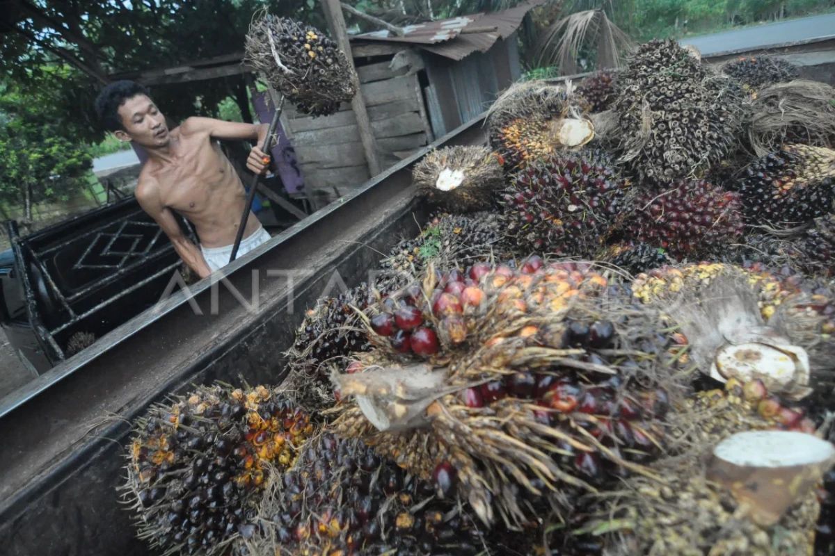 Expert: Proposal for Palm Oil Wastewater Limit Standard of 100 mg/l Needs Re-evaluation