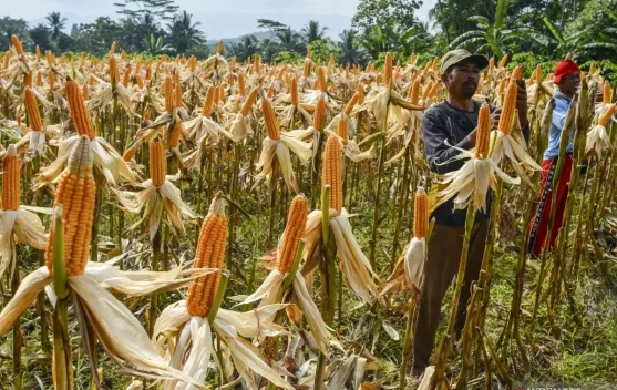 Pertamina-Toyota Partnership Boosts National 2G Bioethanol Development