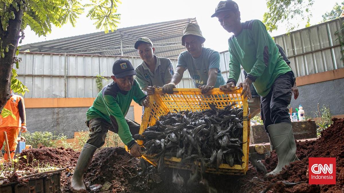 Pramono Responds to MUI's Notes on Live Burial of Sailfin Catfish