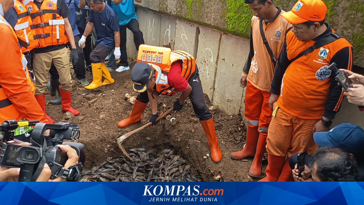 Controversy over Janitor Fish: Buried Alive Draws Criticism, Repurposed as Livestock Feed Deemed Dangerous