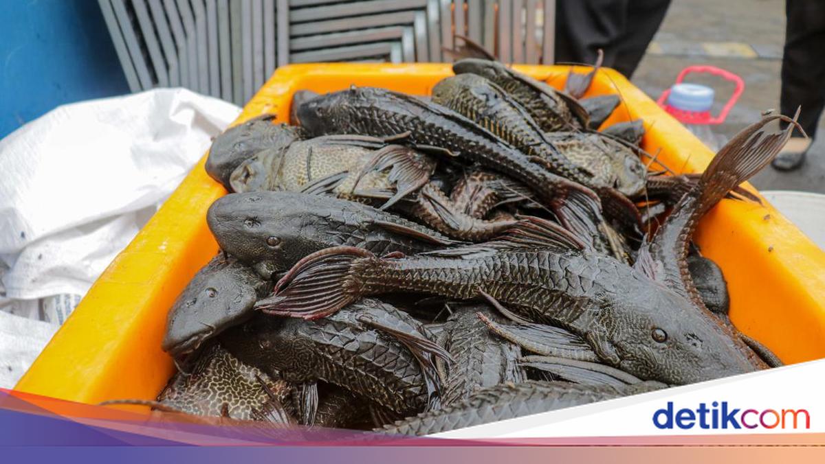 Sailfin Catfish Invasion: Can AI Become the Secret Weapon?