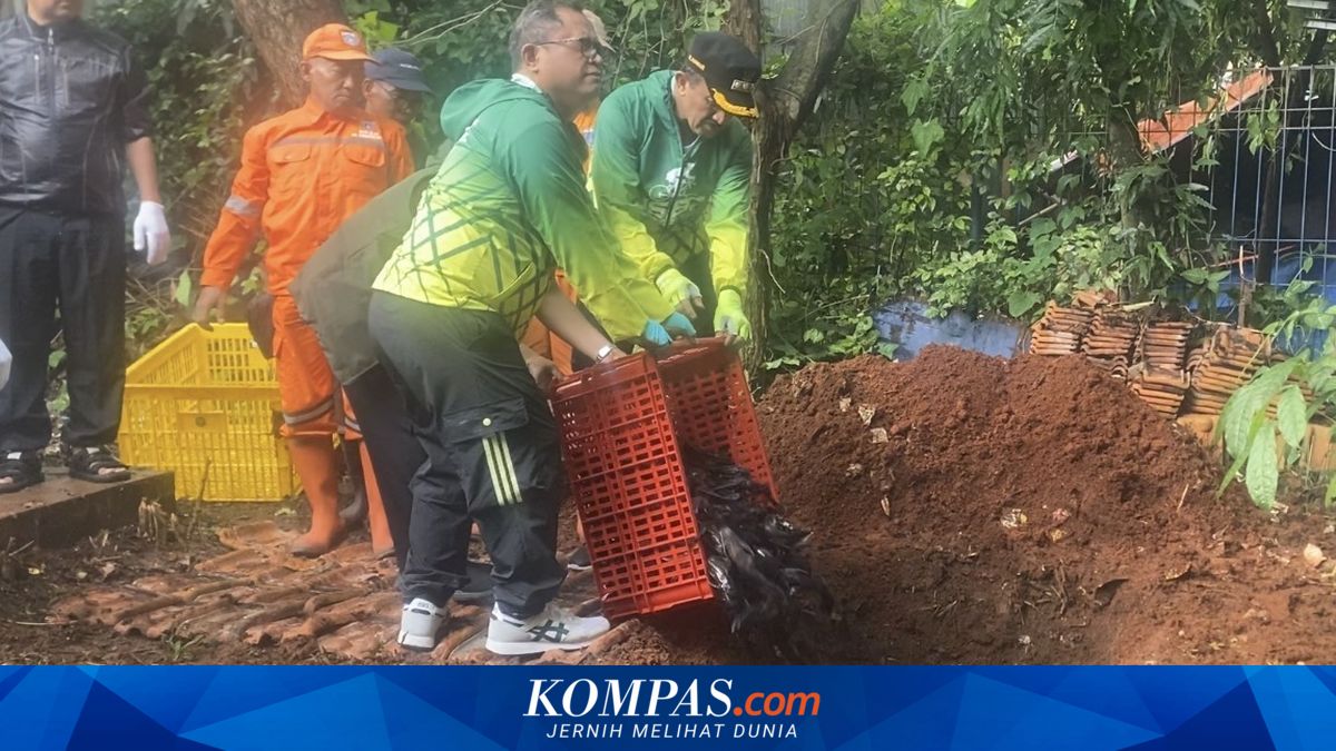 After 5.3 Tonnes, South Jakarta City Government Targets Plecostomus Fish in Setu Babakan Twice a Week