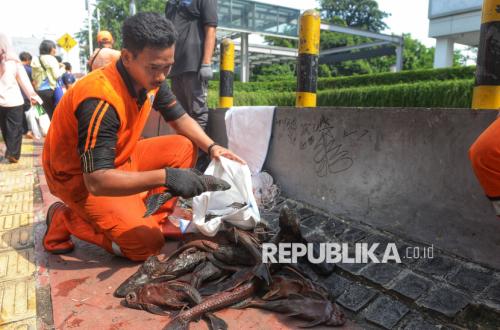 Is the Jakarta Provincial Government's Move to Eradicate Sailfin Catfish Appropriate? Here's What the Expert Says