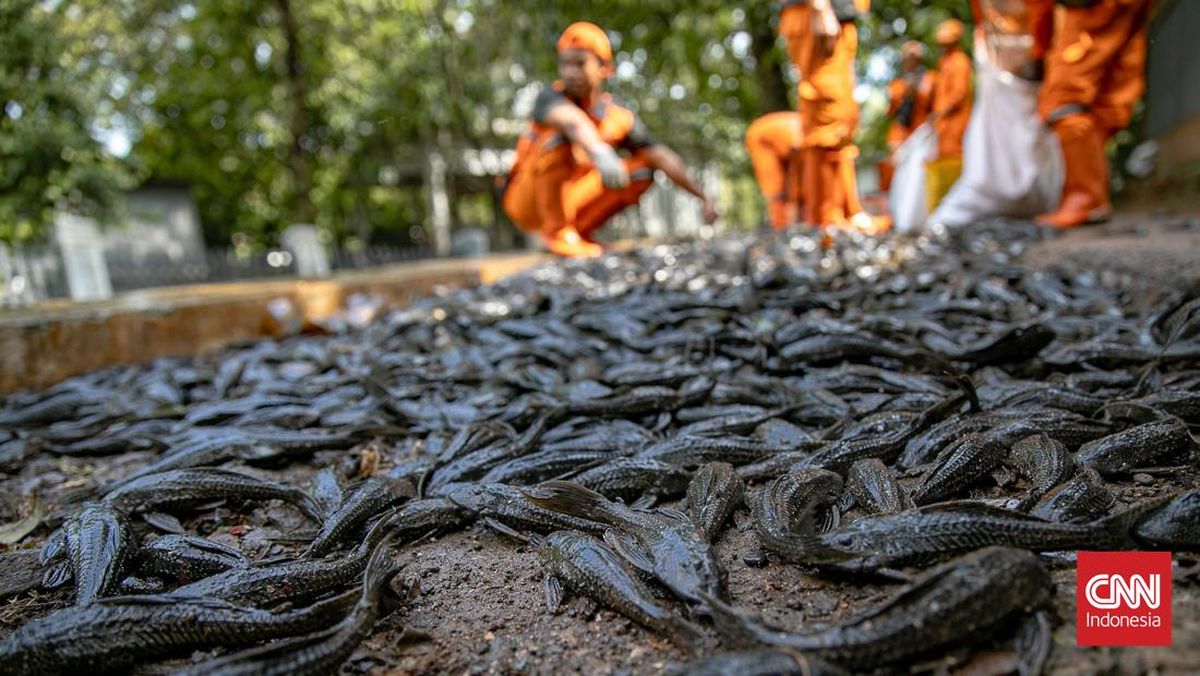 Rano Karno Reveals Proposal to Process Sailfin Catfish into Charcoal