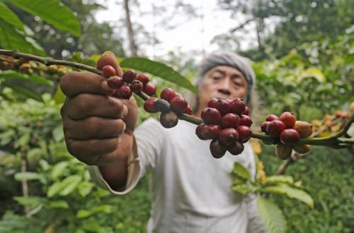 Kuningan Coffee Ready for International Stage