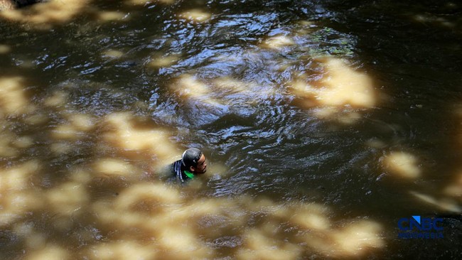 Sailfin Catfish from the Amazon Relocate to the Ciliwung River: Here's the History