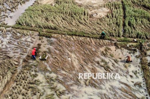 Rising Climate Risks: Jasindo Accelerates Rice Farming Business Insurance Claims