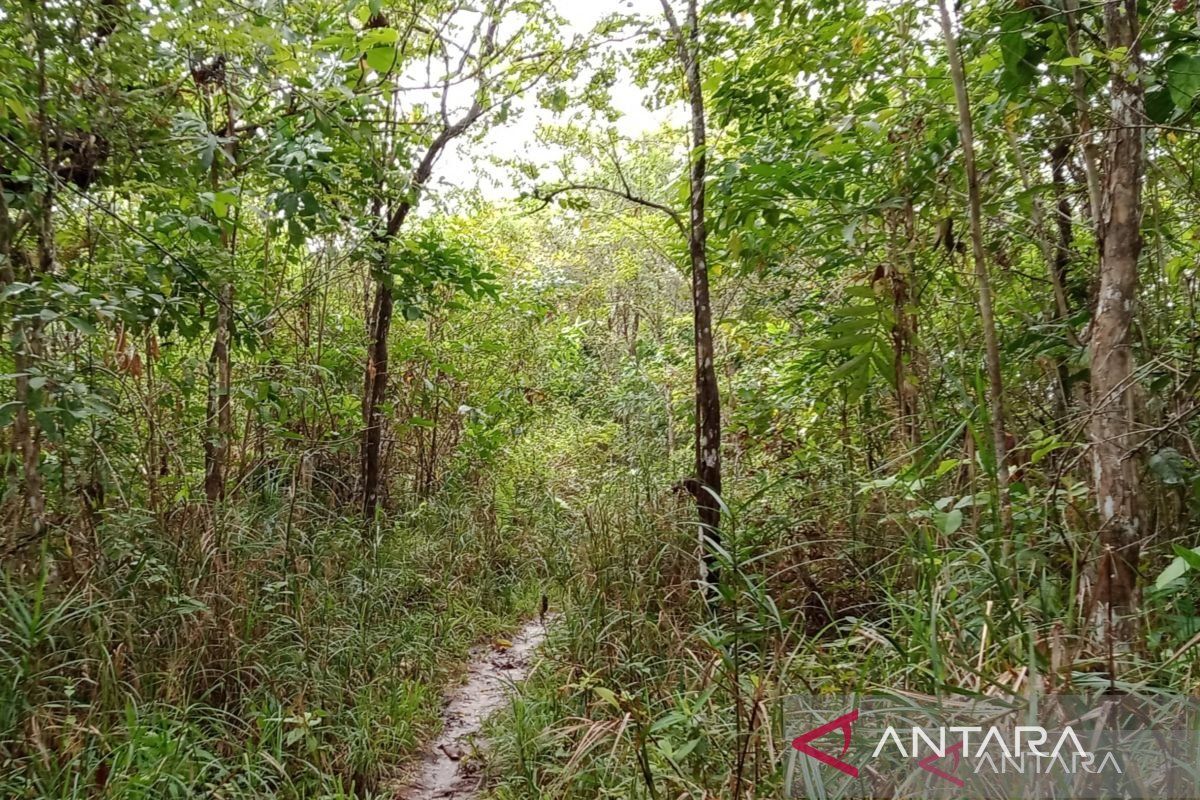 Forestry Ministry: Forestry Ministerial Regulation No. 6 of 2026 Accommodates Local Communities