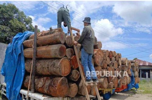 Pre-Trial Motion Rejected, Suspect in Illegal Timber Case Set for Immediate Trial