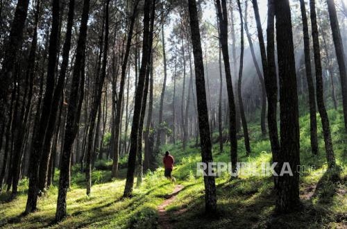 Perhutani Maps High-Risk Fire Points Ahead of Extreme Dry Season in Lembang Forest Area