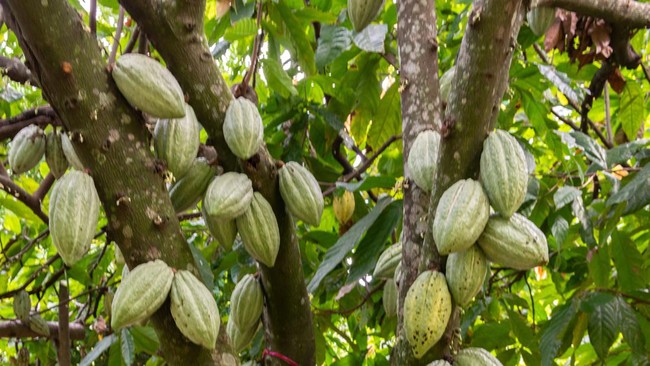 Cocoa Prices Plummet to Two-Year Low Due to Candy Sales