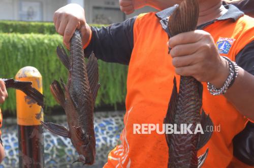 Jakarta Provincial Government Seeks Involvement of Buffer Regions to Capture Plecostomus Fish