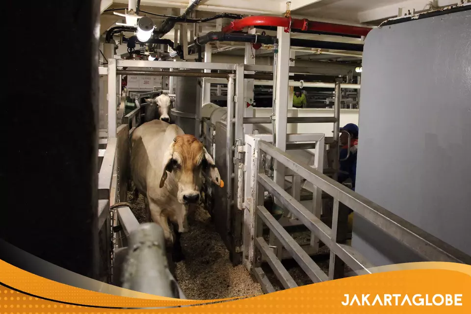 Imported Australian Cattle Prices Jump 40% Above Cap