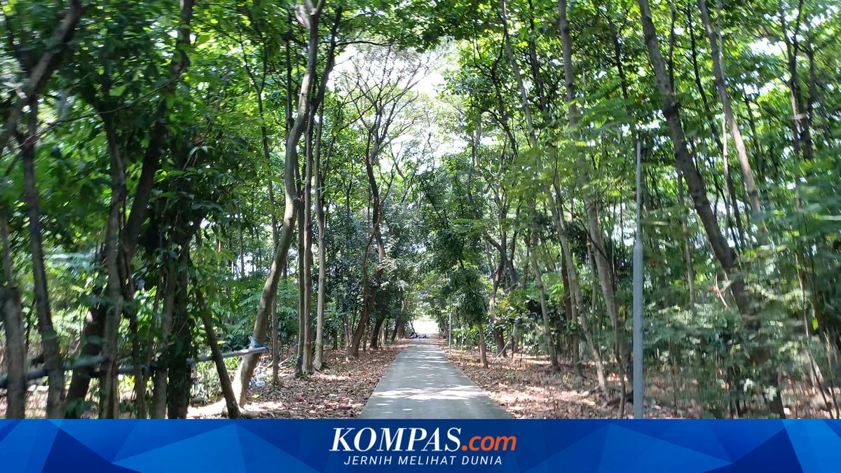 Remote Location and Damaged Roads Keep Malang Swamp City Forest in North Jakarta's Cilincing Empty of Visitors