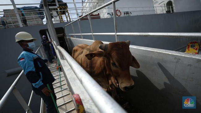 Government Raises Reference Price for Live Cattle by Rp1,000/kg to This Amount