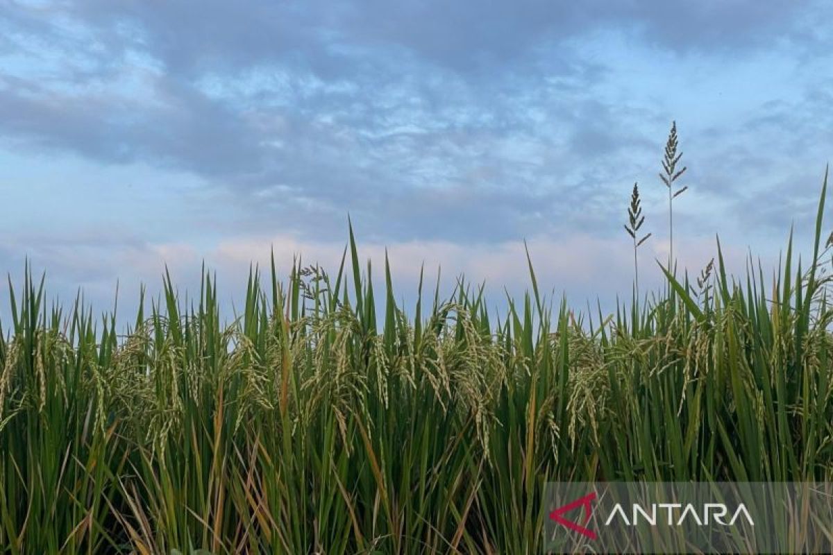 Majalengka DKP3 Ensures Sufficient Subsidised Fertiliser Stock for MT II