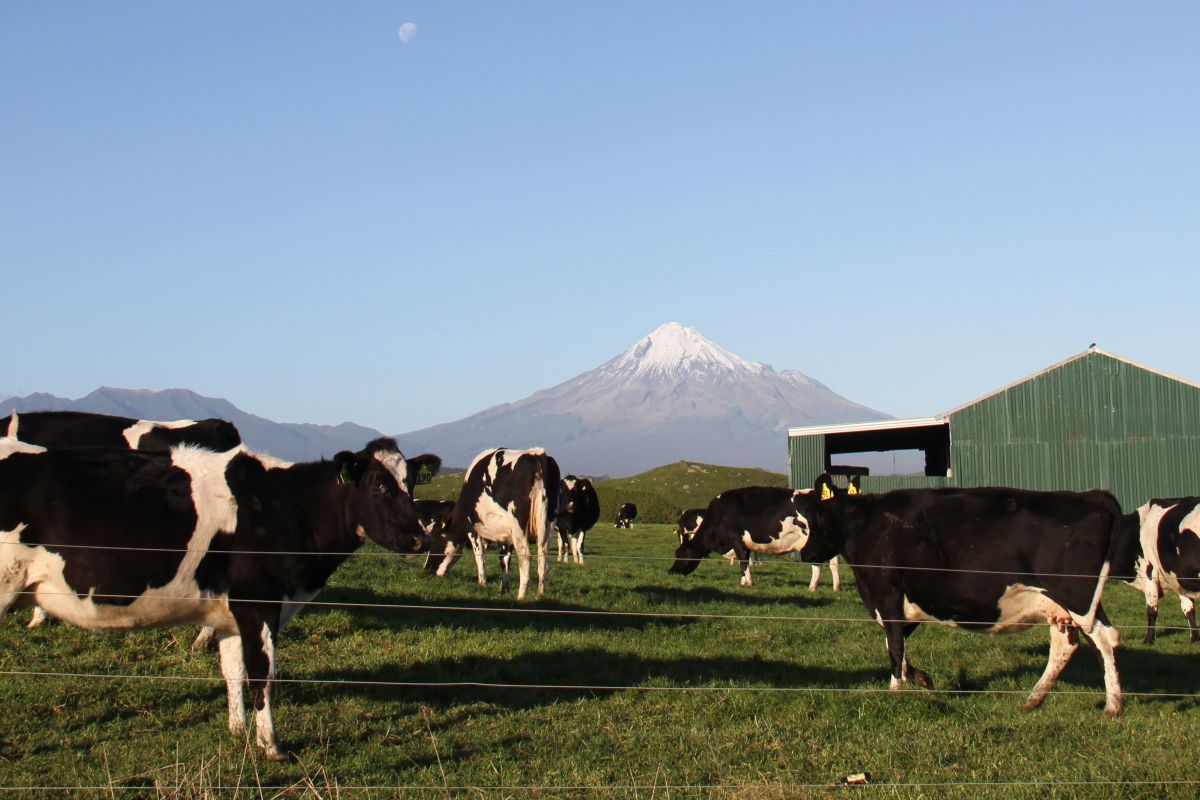 Global dairy product prices fall amid geopolitical uncertainty