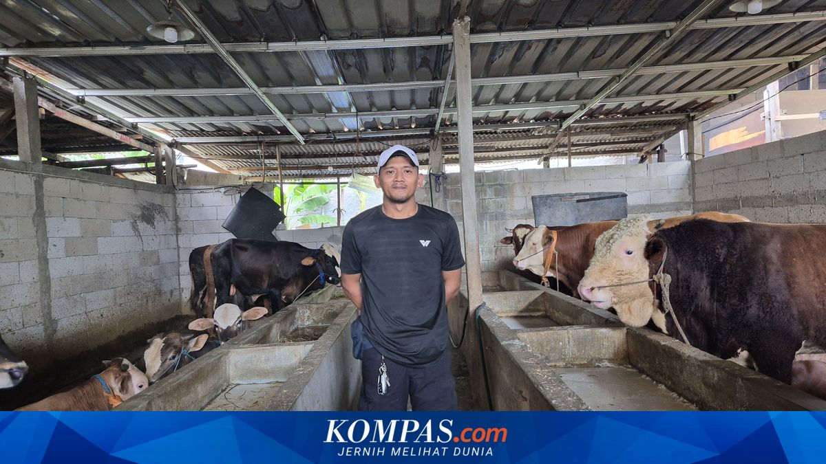 Rearing 40 Cows in a Home Garage, Cilincing Resident in North Jakarta Can Pocket Turnover of Rp 2 Billion