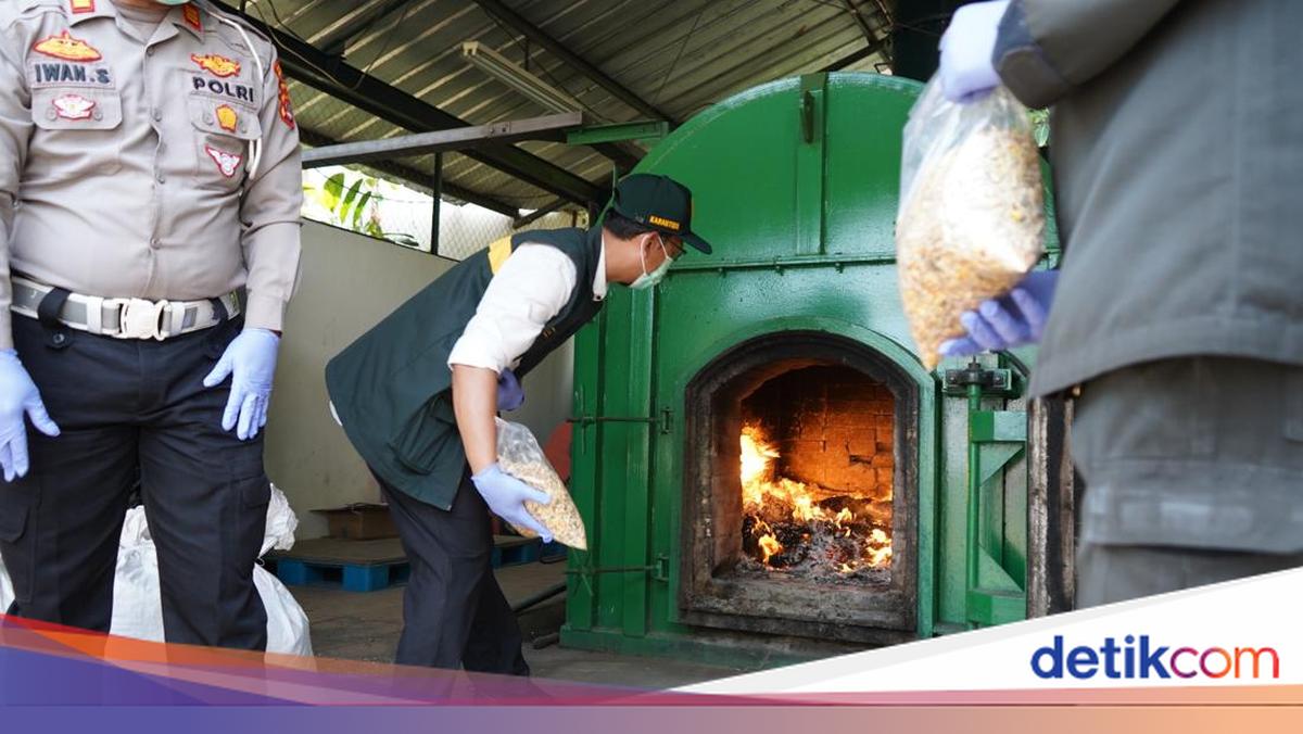 Banten Quarantine Officers Discover Invasive Weed in Imported Product from Australia