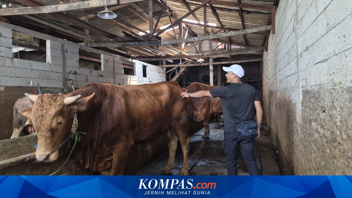 Is Cattle Farming Allowed in Densely Populated Jakarta Settlements? Here Are the Rules and Risks