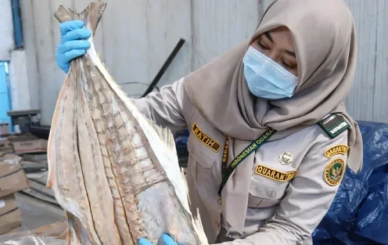 15 Tons of Indonesian Salted Fish Approved for Export After Quality Checks