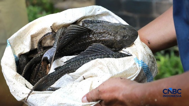 Difficult to Eradicate: BRIN's Solution to Combat Plecostomus Fish