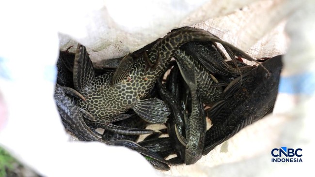 Janitor Fish Devouring Jakarta's Rivers, Turns Out It Wears 'Armour'
