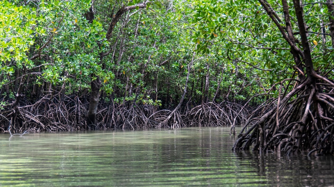 BNI Rehabilitates 50 Hectares of Mangrove in Banyuwangi, Providing Economic Impact to 5,000 Coastal Residents
