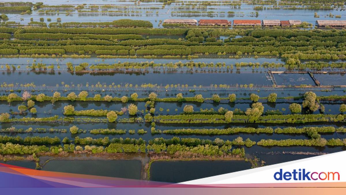 NTB Provincial Government Urged to Form Independent Team to Monitor Shrimp Pond Waste