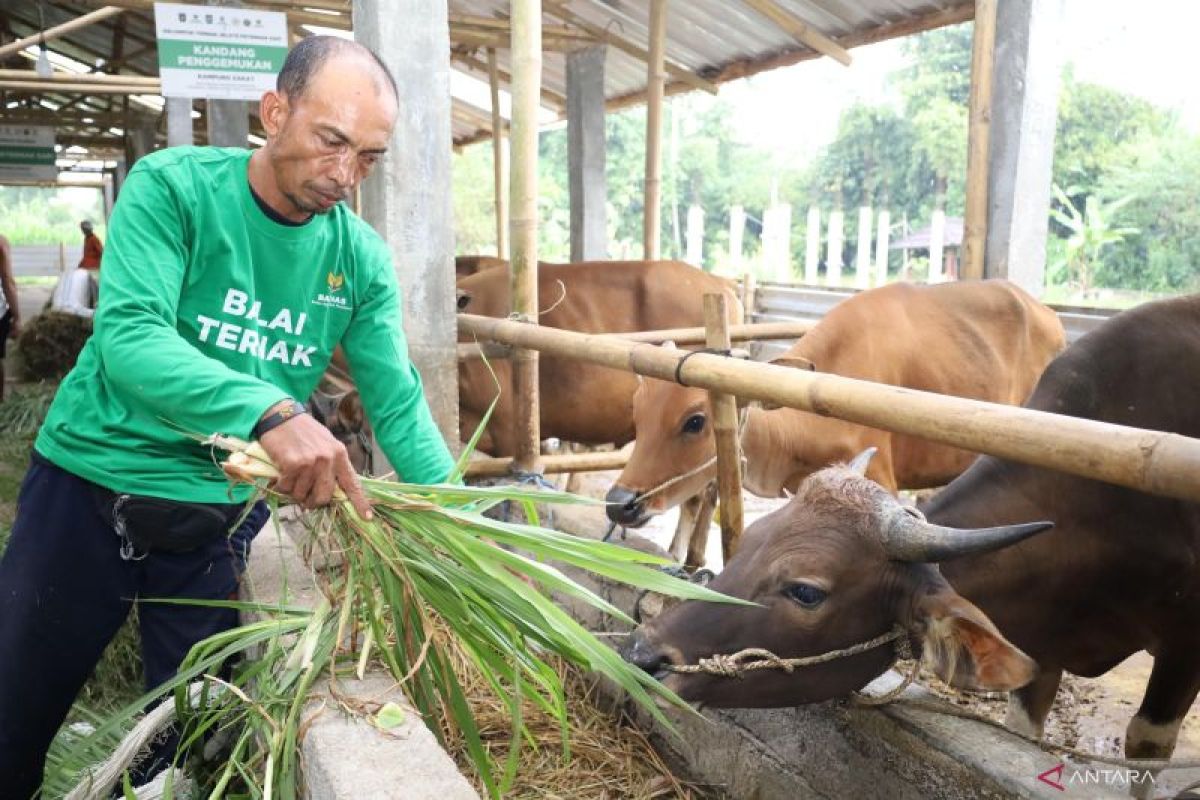 Baznas assures adequate stock of sacrificial animals at Central Lombok Livestock Centre