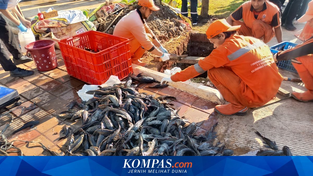 320 kg of Plecostomus Fish Captured from Kaja Reservoir, Here's How the East Jakarta City Government Disposes of Them