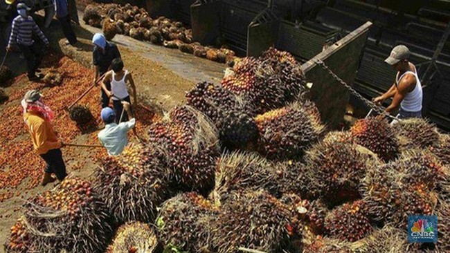Indonesia to Have Palm Waste Fuel Plant, Suitable for Ships and Power Plants!